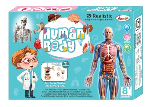 Human Body Model for Kids